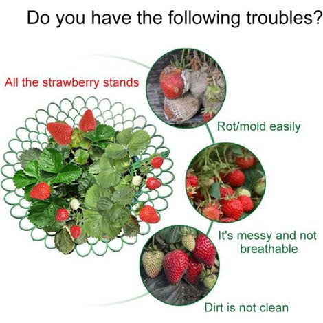 Supports de fraises,5 pièces,3 pieds de Support robustes pour conserver les plantes et les fruits,Support de culture de légumes (1/4)