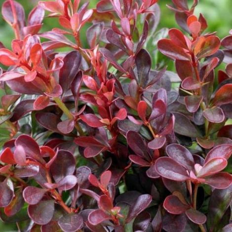 PIANTA DI BERBERIS THUNBERGII ATROPURPUREA NANA VASO 18 CM (foto reale) cespugli