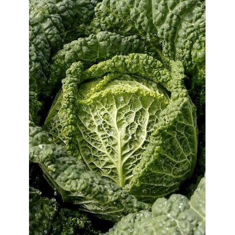 Chou Milan 'Capriccio F1' le sachet de 40 graines (0,2g)