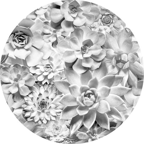 papier peint panoramique rond adhésif Echeveria gris clair - Komar (1/3)