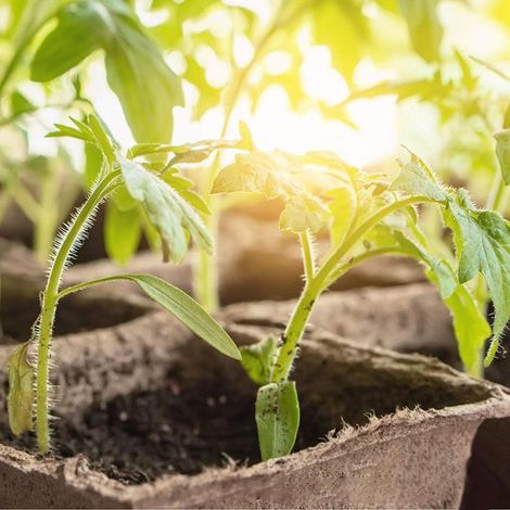 Pots de tourbe pour semis avec étiquettes, godets de pépinière, pots en papier, fournitures de jardinage (1/3)