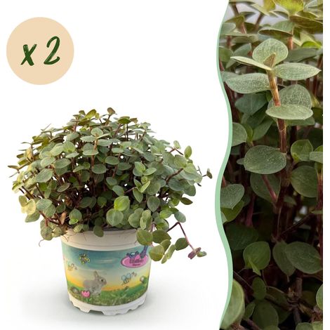 Lot de 2 Plantes d'Intérieur Calissia repens Herbe à Chat Amie des Animaux Vert Pot 12 cm 17-20 cm - PANGIVO (1/5)