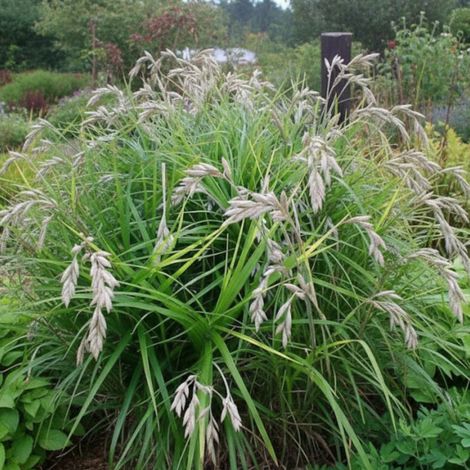 Laîche palmée, Carex/Godet - 5/20 cm