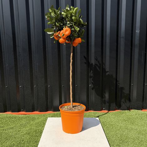 Mandarinier Citrus Reticulata Hauteur 140 cm