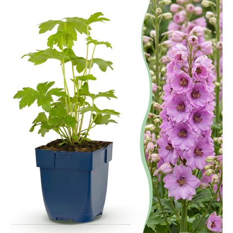 Delphinium Astolat Plante Vivace Mellifère Rose et Violette Lot de 24 Plantes Pot 11 cm - PANGIVO (1/5)