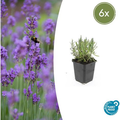 Lot de 6 Lavandes 'Munstead' Lavandula angustifolia Plantes Parfumées Pourpre en Pot Ø 9 cm - PANGIVO (1/5)