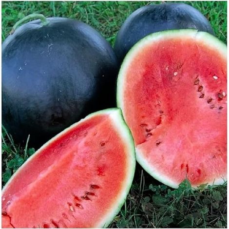 100 pièces Graines Pastèque Noire Haute Qualité – Jardin et Potager, Fruits Savoureux, Semences Faciles à Cultiver (1/3)