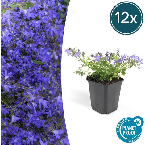 Lot de 12 Campanules poscharskyana Stella Plante Vivace Couvre-sol Fleurs Bleues Pot Ø 9 cm - PANGIVO (1/5)