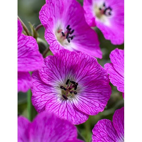 Géranium vivace à feuilles cendrées 'Jolly Jewel Hot Pink' Godet de 8/9 cm (1/2)