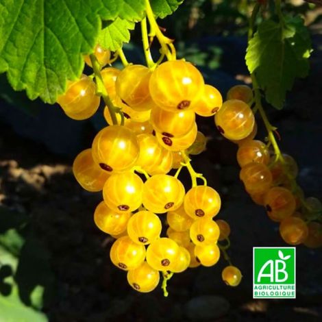 Groseillier à grappes 'Versaillaise blanche' BIO (Ribes rubrum 'Versaillaise blanche')