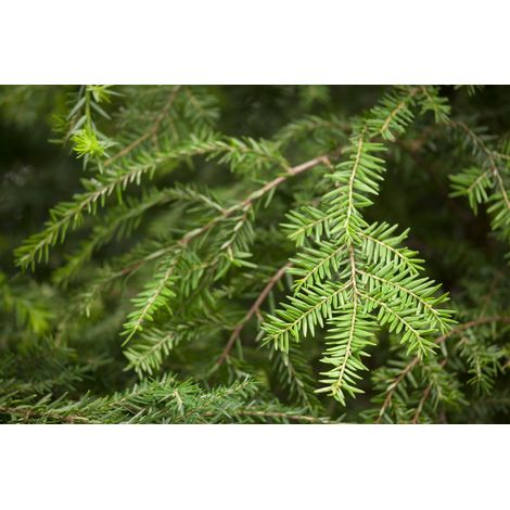 Kanadische Hemlocktanne Tsuga canadensis 7,5L 60- 80 (1/4)