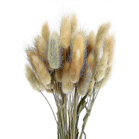 50 fleurs séchées Lagurus Ovatus (queue de lapin) pour la décoration intérieure, vraies fleurs (naturelles) (1/5)