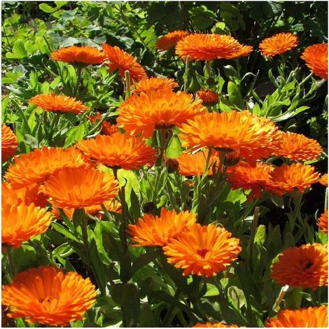 Souci (Calendula officinalis) – 50 graines – Fleurs annuelles – Floraison longue – Plante médicinale et mellifère (1/4)
