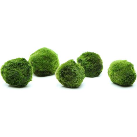 5 Balls, Always Fresh Live Aquarium Plant, Cladophora aegagropila (1/4)