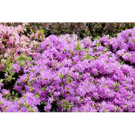 Japanische Azalee 'Diamant Enzianblau'® Rhododendron obt.'Diamant Enzianblau' -R- C 2 20- 25 (1/5)