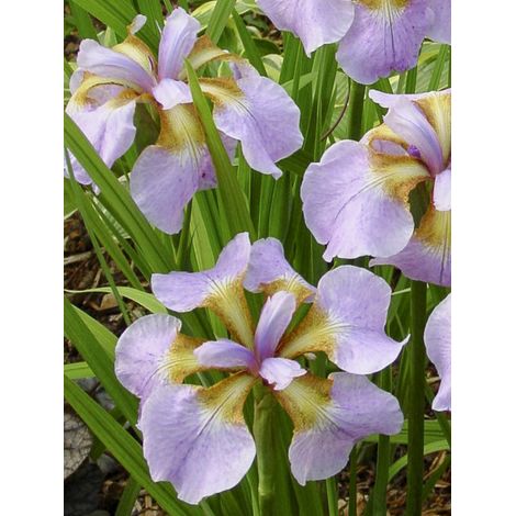 Iris de Sibérie 'Rikugi Sakura' Godet de 8/9 cm