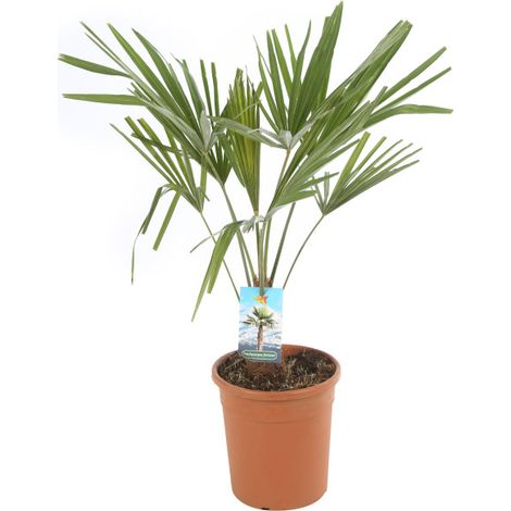 Palmier chanvre Trachycarpus fortunei Pot 20cm