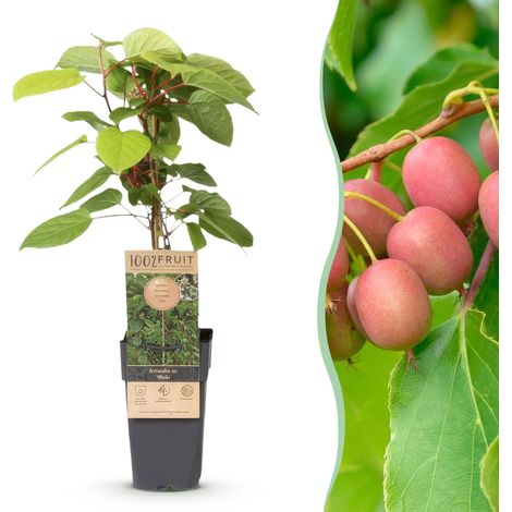 Actinidia arguta Weiki - Mini Kiwi de Sibérie à Fruits Rouges - Plante Fruitière - Pot 15cm - 50cm - PANGIVO