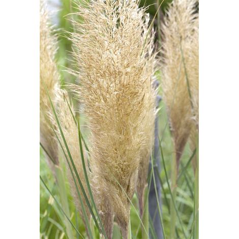 Garten-Pampasgras 'Esperanta' Cortaderia selloana 'Esperanta' C 10