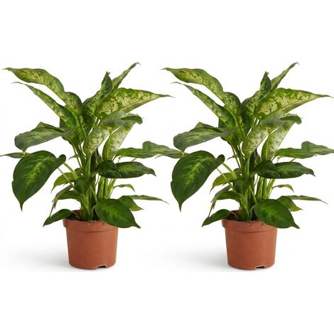 2 Dieffenbachia Compacta, à racines adventives, hauteur 30 cm, pot de 12 cm (1/5)