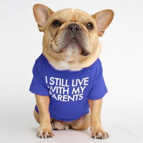 Dog T-Shirt with the phrase: I still live with my parents (Blue, XL) (1/5)