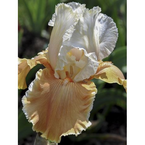 Iris des jardins 'English Charm' Rhizome, Calibre 10/15, qualité extra (1/4)