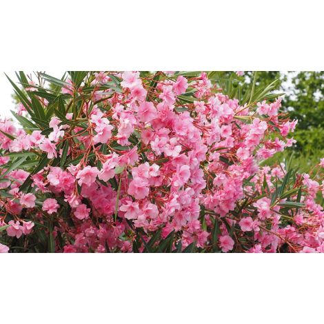 Oleandro "Nerium oleander" 3 piante di vari colori in vaso 9 cm (1/5)