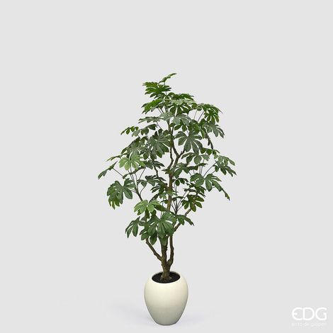 EDG Enzo De Gasperi Aralia Vogue con Vaso Pianta Artificiale H 230 Cm Verde (1/5)