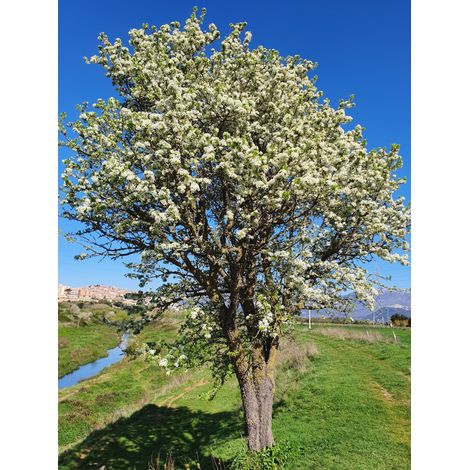 Pyrus amygdaliformis - pero mandorlino - alveolo forestale (1/2)
