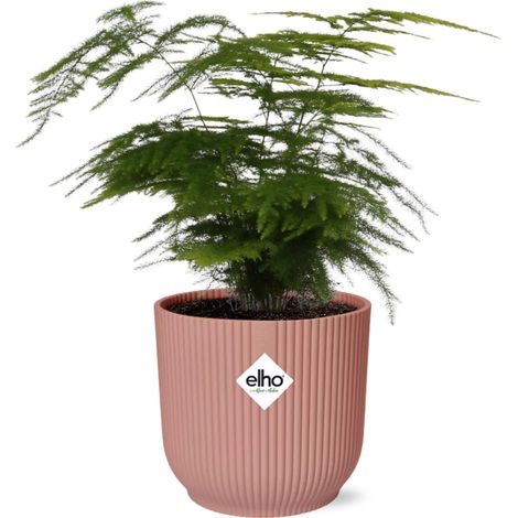 Fougère Asperge Asparagus Setaceus Plumosus avec Pot 14 cm Rose Plante d'Intérieur - PANGIVO (1/5)