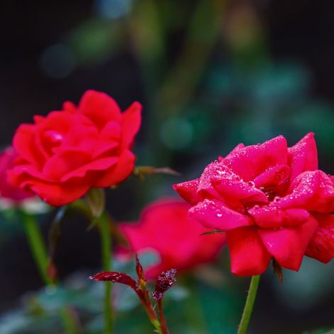 Gardenaria Rosa paesaggistica 'Red Knock Out' Meilland - Rosa da giardino - Altezza: 25/30 cm (vaso19)