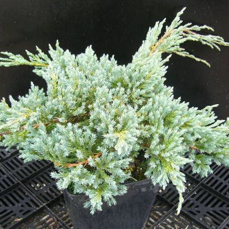 Genévrier écailleux Blue Carpet, Juniperus/Pot de 3L - 20/40 cm (1/2)