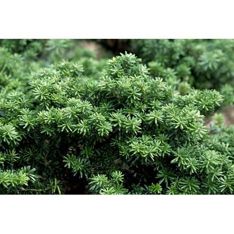 Veredelte Koreatanne 'Cis' Abies koreana 'Cis' C 15 40- 50