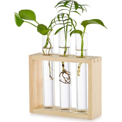 Propagador De Plantas - Estación De Propagación Con Tubos De Vidrio Y Soporte De Madera - Para Esquejes Hidropónicos - 3 Unidades (1/5)