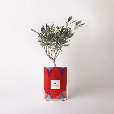 Olivo in vaso di vetro decorato a mano Made in Italy Diamante H 15 - Rosso