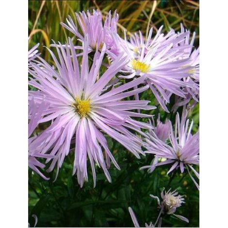 Aster grand d'automne 'Rosenquarz' Godet de 8/9 cm (1/2)