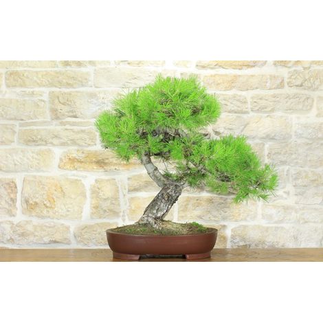 Bonsai di Pino d'Aleppo (7) (1/5)