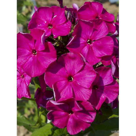 Phlox 'Bambini Desire' Pot de 2L/3L