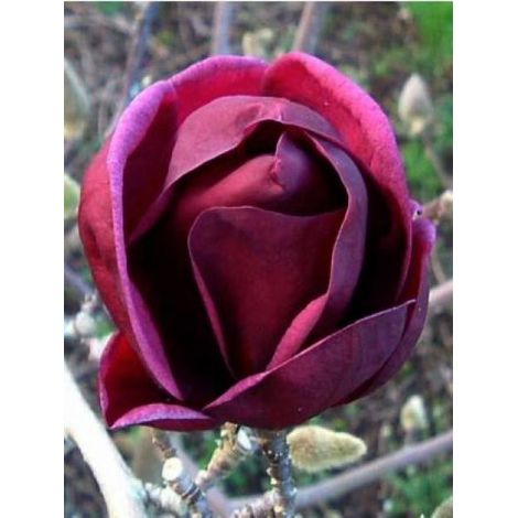 Magnolia 'Genie' Pot de 4L/5L (1/5)