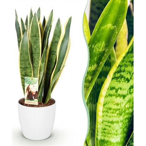 Sansevieria Laurentii Langue de Belle-Mère Plante d'Intérieur Vert et Jaune Pot Blanc 70-80 cm - PANGIVO (1/5)