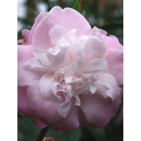 Camélia champêtre 'Sweet Jane' Pot de 4L/5L (1/3)