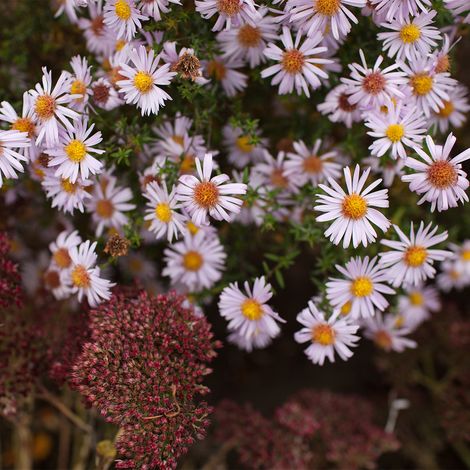 Bloomique - Lot de 6 - Aster Apollo - Aster de la Saint-Michel - Plantes jardin - Floraison abondante - Rustique - Vivace - Couvre-sol - Hauteur 10-20 cm - Pot 9 cm