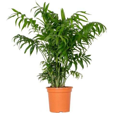 Bloomique - Chamaedorea Elegans - Palmier Nain Mexicain - Plantes d’intérieur - Dépolluantes - Sans danger pour les animaux - Facile d’entretien - 60-80 cm de haut - Pot 18 cm