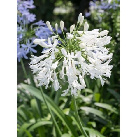 Agapanthe 'Glacier Stream' Pot de 2L/3L (1/2)