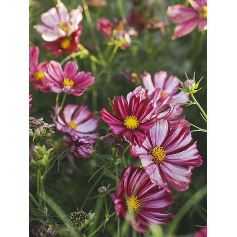 Cosmos 'Velouette' le sachet de 50 graines (0,5g) (1/2)