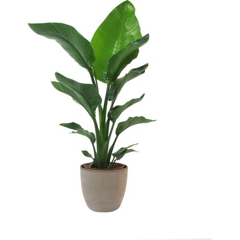 Strelitzia Nicolai con Vaso in Ceramica Earth - Uccello del Paradiso - Pianta Vera da Interno - H 75-90 cm Vaso Ø 19 cm (1/4)
