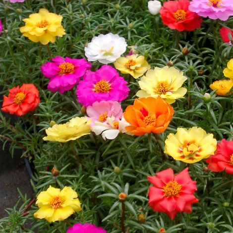 PORTULACA IN VASO DA 14CM COLORI ASSORTITI FIORE SEMPLICE O DOPPIO (1/2)