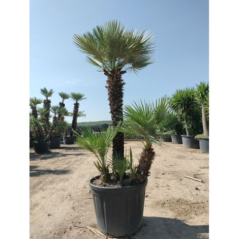 Palmier Nain Chamaerops Humilis Pot 70 cm Plante Méditerranéenne Persistante