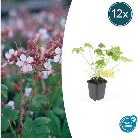 Géranium Vivace Macrorrhizum Spessart Couvre-sol Lot de 12 Fleurs Blanches Pot Ø 9 cm 10-25 cm - PANGIVO (1/5)