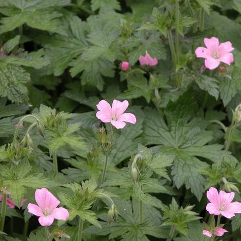 4 x Géranium vivace d'Endress - Geranium endressii  - godet 9x9